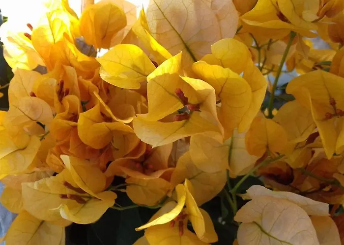 Apartamento Kardamena Kardamena (Kos)