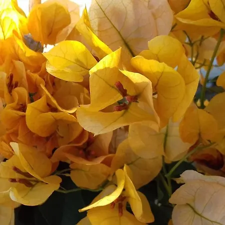 Apartment Kardamena Kardamena (Kos)